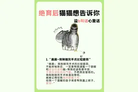 一只猫“绝育”后，最想告诉你这6句心里话！图片