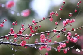 龙岗丰碑|数点梅花赤子心！文森队成员革命轨迹探究图片