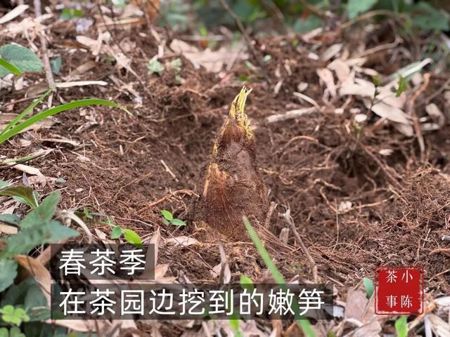 十年独一次，照这种天气发展下去，可能到清明还在采白毫银针