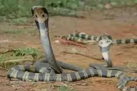 广西——大量眼镜蛇外逃图片