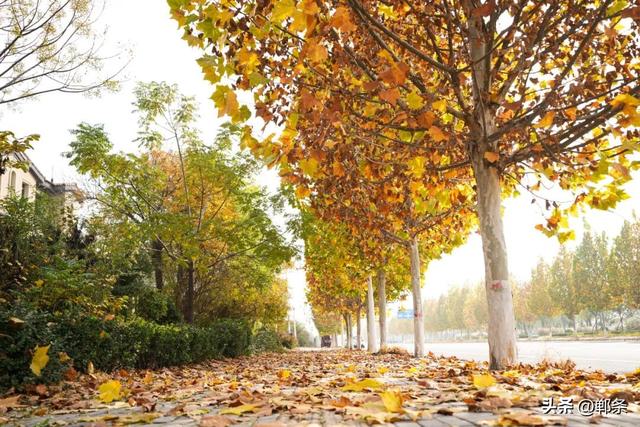 邯郸冀南新区：初冬美景入画来