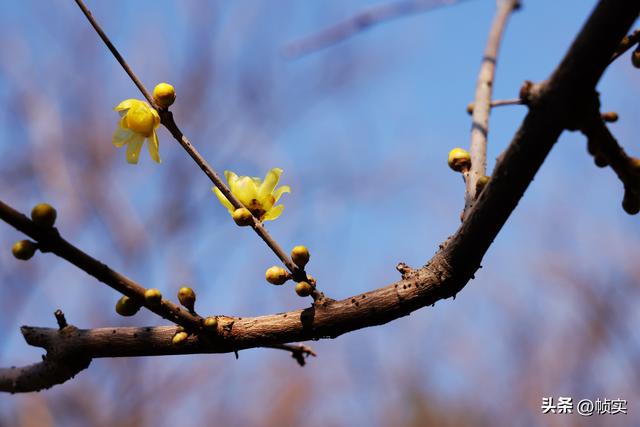 “蜡”么美“蜡”么香，上海公园蜡梅绽放即将迎来盛花期