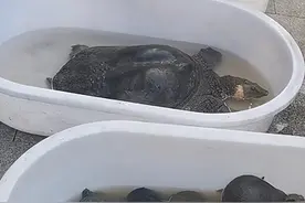 一条甲鱼标价28000？老板声称活了200年，专家鉴定后发现不简单图片