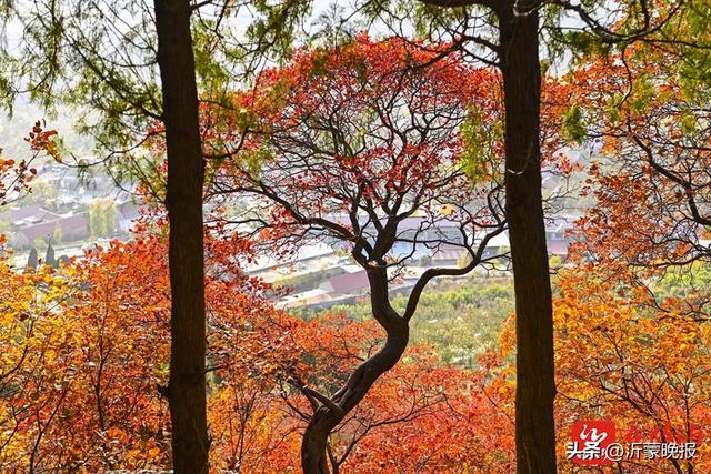 组图丨临沂：漫山红叶美成诗 快来打卡“限定份”浪漫