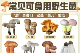 常见可食用的十大野生蘑菇，你都见过吗？图片