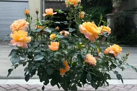 天津一女姑娘，一盆棒棒糖月季养了30年，直接养成了大树，太厉害图片