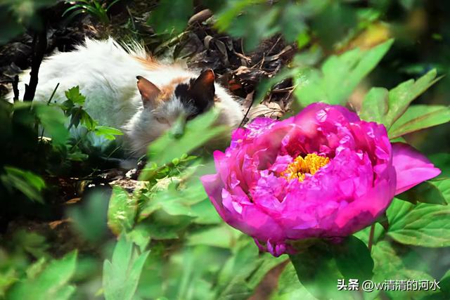 极美洛阳城牡丹迎春吐蕾绽放