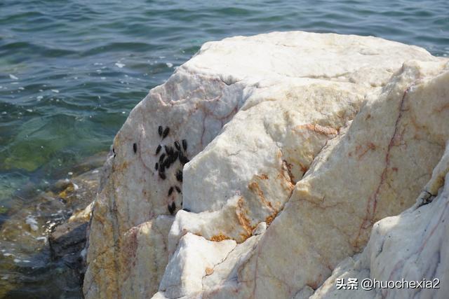 坐着高铁去看海（16）——烟台养马岛獐岛驿