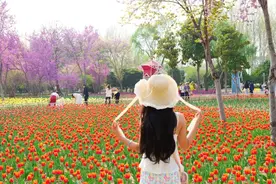 满园绚丽 郑州绿博园百万株郁金香盛放图片