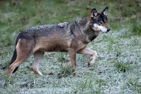 野外遇到狼怎么办？狼的弱点掌握一招，关键时刻能救你一命！图片