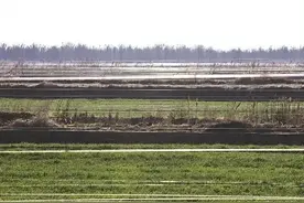 崇明自然保护区外的“人鸟大战”图片