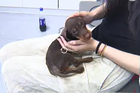 叫顺风车送狗，11000元腊肠犬被司机200元卖给乘客，狗主人气笑了图片