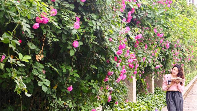 超出片！快来打卡广元这一春日限定美好