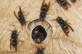 马蜂入宅有什么预兆？农村人一定要知道，了解不吃亏图片