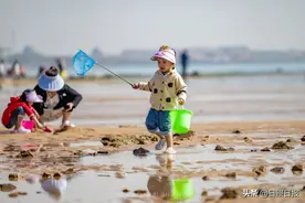 一挖一桶！在日照沉浸式赶海，快来一起挖~图片