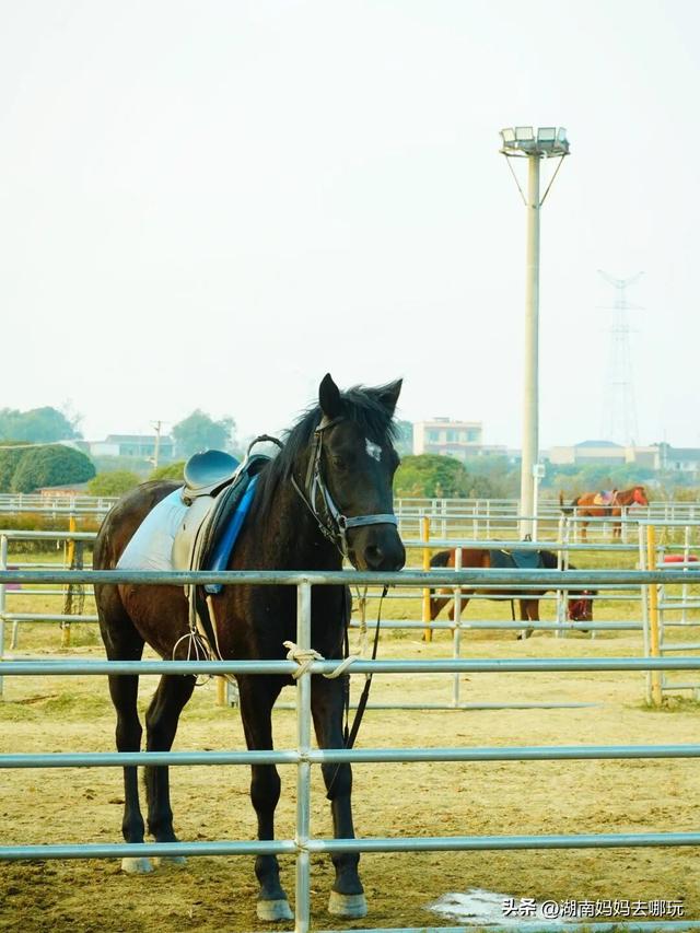 0.5H直达长株潭私藏“小白洋淀”，荻花摇曳处解锁老船厂遛娃秘境！