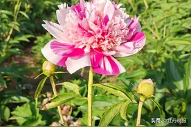 世界首例！ 牡丹芍药无性杂交育种 “花开菏泽”图片