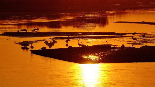 #运城头条#山西绛州：千年“水旱码头”天鹅“舞”古州