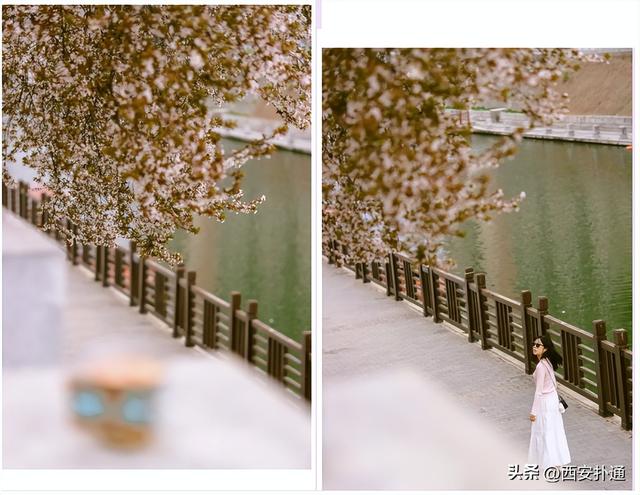 西安春日倒计时！这4处花海正当盛放，再不去就晚了