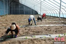 山西高平：温室大棚春意浓 “棚”勃发展促增收图片