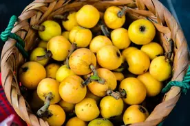 苏州西山枇杷上市！预计本周末批量开采图片