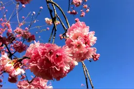 “粉色风暴”来袭！昆明这地樱花盛放，浪漫指数爆表~图片