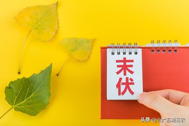 “秋老虎猛不猛，就看末伏”，今日末伏，今年秋老虎会很凶吗？