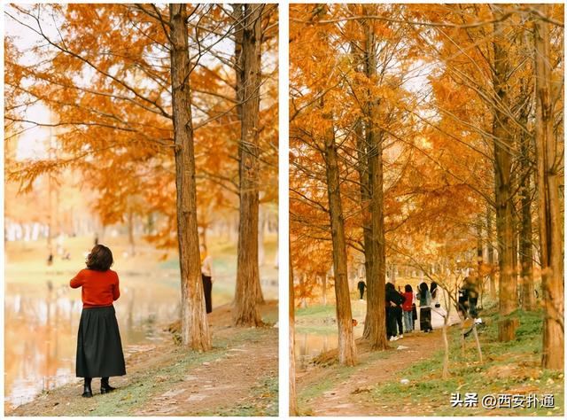 红透了！西安这片水上杉林，已进入最佳观赏期！