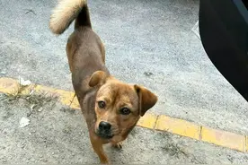狗狗得了子宫蓄脓的求救信号，千万别大意！图片