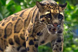 盘点中国猫科动物战斗力排行榜：雪豹也只能排第6名，那第一呢？图片