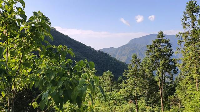 舜帝三临的"南方植物王国"：藏着长征记忆与千年茶香的"大山里"