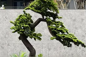 4.7万元/㎡的小区，中心景观竟是颗假树！业主：天大的笑话！图片