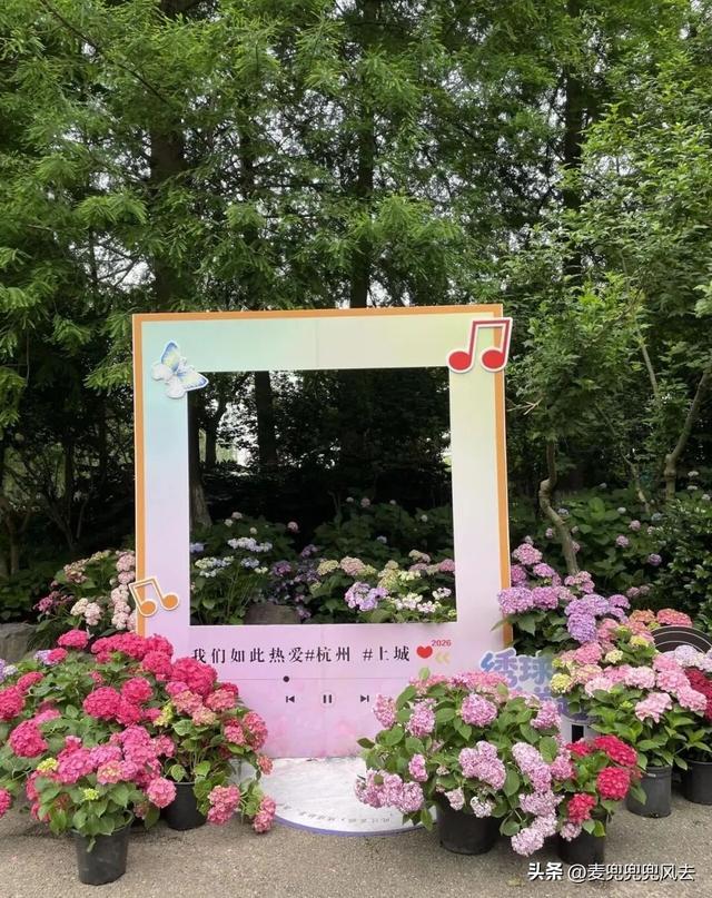 杭州贴沙河公园绣球花已开爆，本地人私藏人少花多超好拍