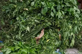 今年端午是“凶日”，挂艾草应该怎么挂？图片