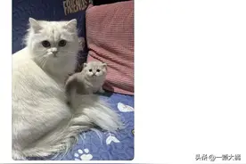 喵界独生儿女，集万千宠爱于一身，真正的掌上明珠。图片