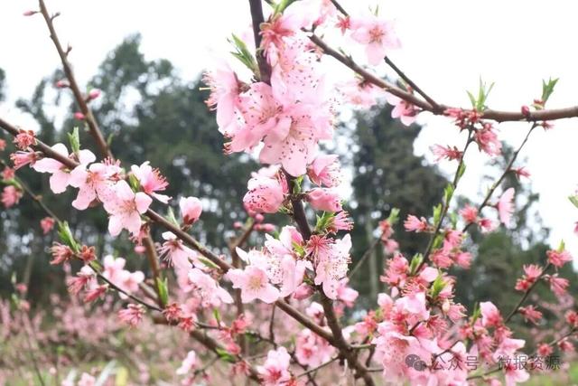 高山桃蕊绽芳华 花海映美苗乡寨——车田苗族乡黄宝村黄桃花绘就生态观赏新景致