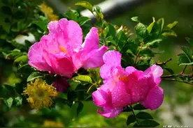 两性关系中的女性偏好：男性亲吻何处最让女性着迷？答案揭晓！图片