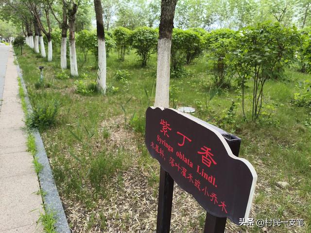 公园绿树成荫，路边花草芬芳，行人休闲漫步，享受快乐时光