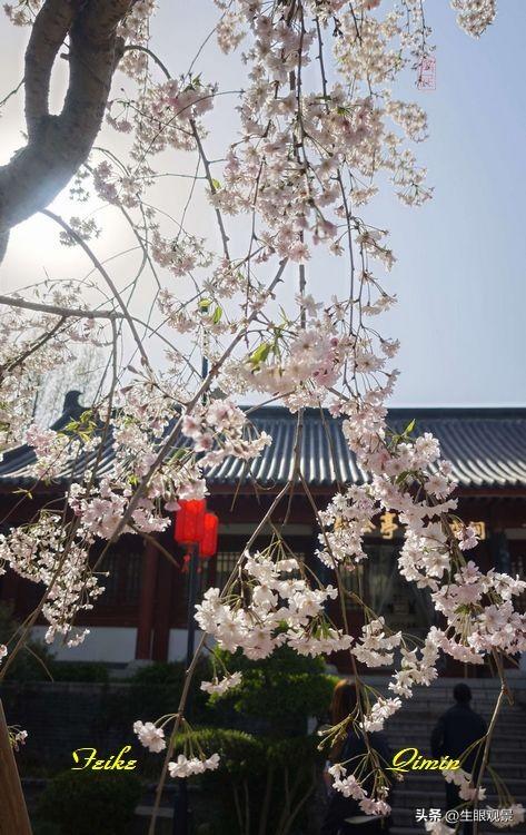 影记 | 春色春景之青州范公亭(上)