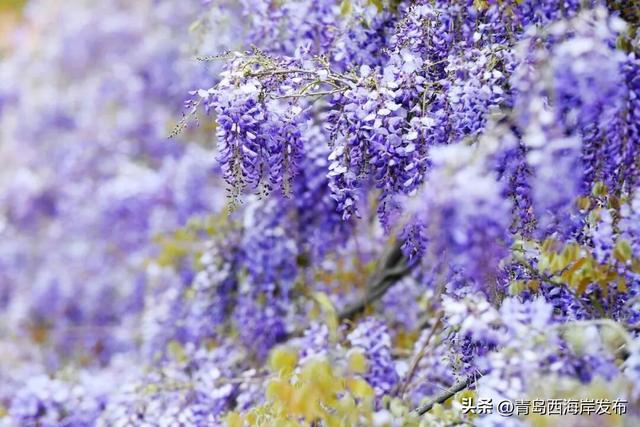 杜鹃花免费送！来西海岸赏花海、看演出！
