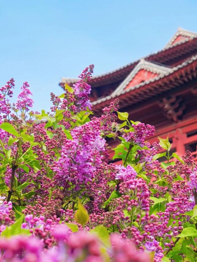 春日漫游正当时！清明假期，105万人次游客打卡丰台