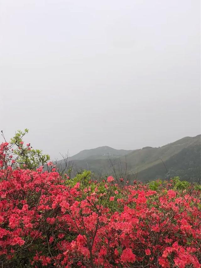 南昌梅岭封神！藏在市区的“小庐山”，40分钟直达的春日宝藏地