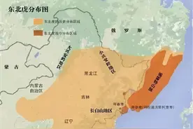 东北虎为什么会在勃利县自由出没？和它的地形地貌是分不开的图片