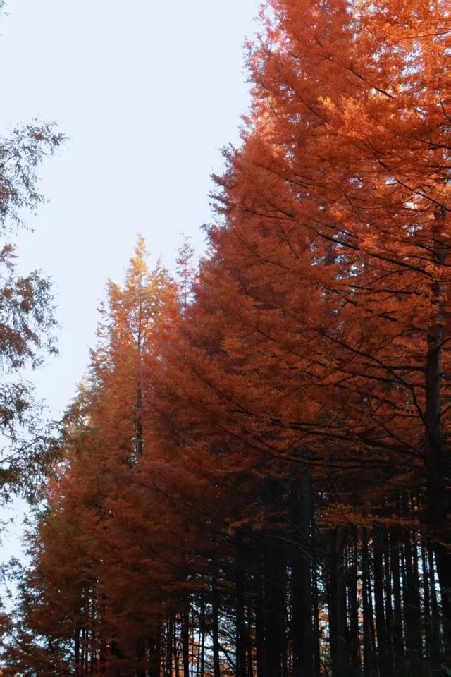 杉 杉 来 了 🤗🧣🧡