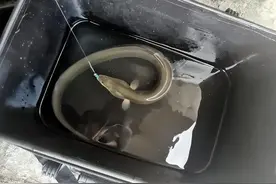 南京河道惊现“天价河鳗”，钓友意外捕获，竟送人吃？图片