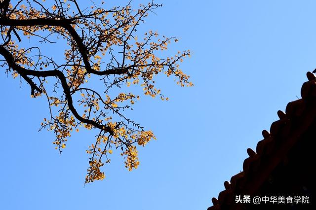 淌豆寺：怪怪的名字，孤傲的千年银杏