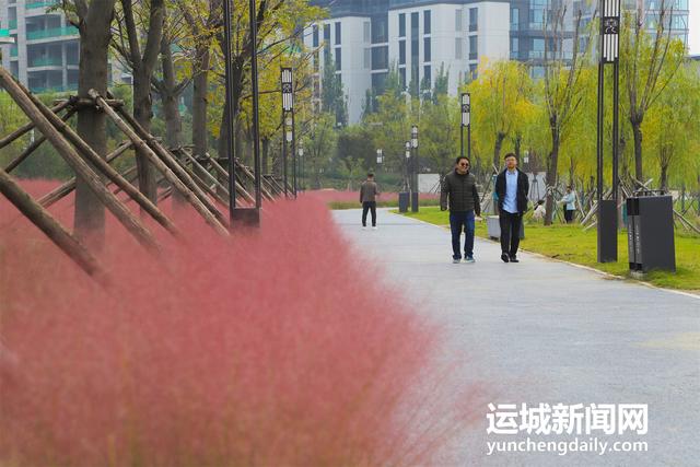 山西运城：粉黛如梦映尧园 秋日花海引客来