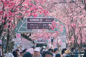 【春城18时周刊】寻迹樱花 · 美好生活趣昆明图片