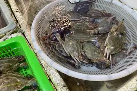 价格暴跌！85元/斤→25元/斤，杭州人爱的这口鲜大量上市！图片