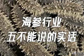 海参行业六个不能说的大实话图片